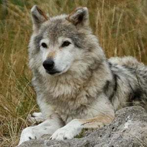 Rassegna AnimaMontis - Ho visto 30 lupi e sono ancora vivo